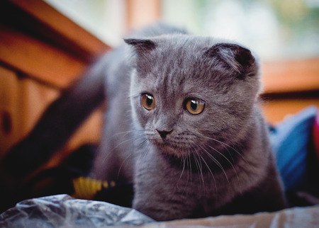 Young catの写真素材