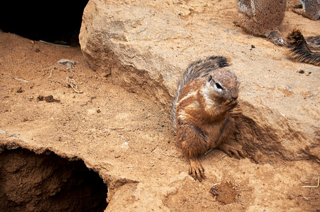 Czech Republic. Prague. Prague Zoo. Ground squirrel. June 12, 2016
