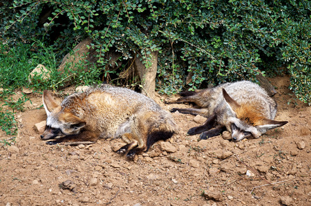 Czech Republic. Prague. Prague Zoo. Mammals. June 12, 2016の写真素材