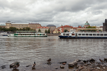 Czech Republic. Prague. Ducks on the Vltava River in the background Charles Bridge. 17 June 2016.のeditorial素材
