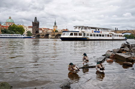 Czech Republic. Prague. Ducks on the Vltava River in the background Charles Bridge. 17 June 2016.のeditorial素材