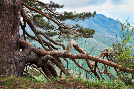 Russia. Krasnodar region. Nature of Adygea.の写真素材