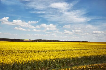 Belarus. Minsk. Yellow field. Rape growing in Belarus. May 21, 2017のeditorial素材