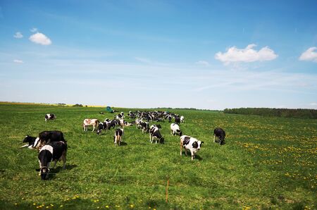 Belarus. Minsk. A herd of cows grazing on the field in Belarus. May 21, 2017のeditorial素材