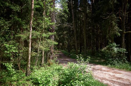 Belarus. Brest. Trees in the territory of Belovezhskaya Pushcha. May 23, 2017のeditorial素材