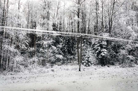 Russia. Karelia. Karelian forests in winter. Trees in the snow.の写真素材