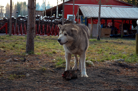 Russia. Karelia. An ancestral place of Karelian Father Frost. Canine nursery. November 14, 2017のeditorial素材