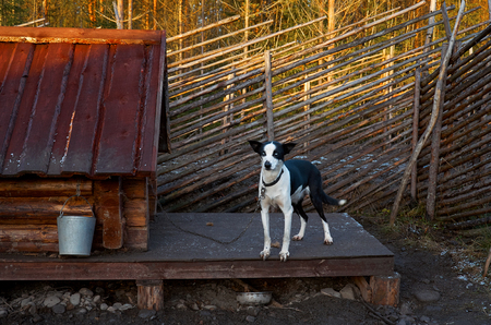 Russia. Karelia. A dog of the Husky breed in the dog catteryのeditorial素材