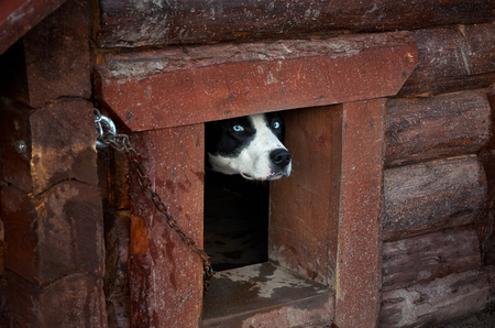 Russia. Karelia. A dog of the Husky breed in a dog kennel. November 14, 2017のeditorial素材