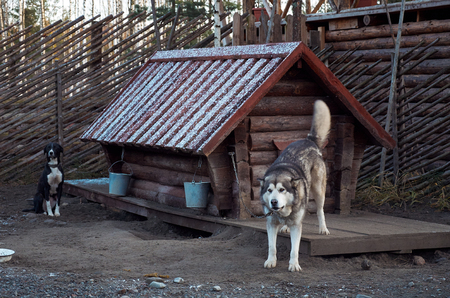 Karelia, Russia - November 14, 2017: A dog of the Alaskan Malamute breed in a dog kennelのeditorial素材