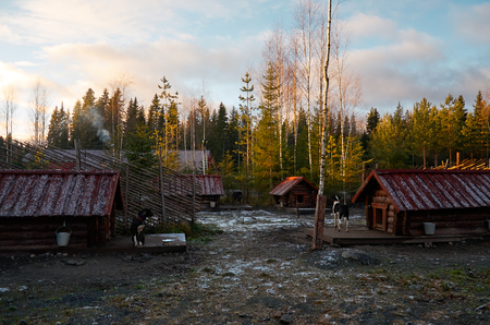 Russia. Karelia. A dog of the Husky breed in the dog catteryのeditorial素材