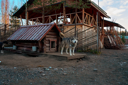 Russia. Karelia. A dog of the breed Alaskan Malamute in the dog catteryのeditorial素材
