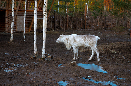 Russia. Karelia. Reindeer on the farmのeditorial素材