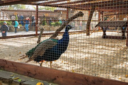Russia. Kamensk-Shakhtinsky Rostov region. Old Village. The territory of the landscape parkのeditorial素材