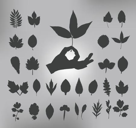 leafs  Vector illustrationtionのイラスト素材