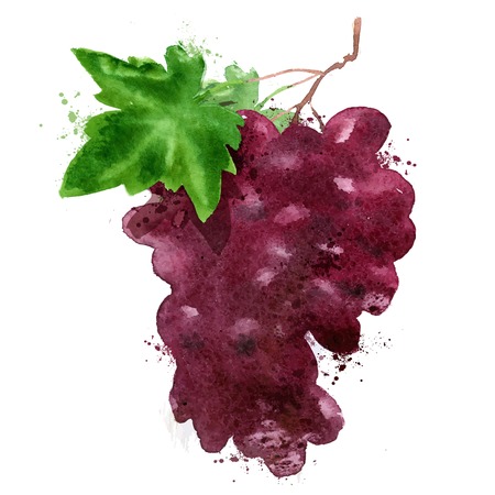 watercolor drawing. grapes on a white background. vector illustrationのイラスト素材