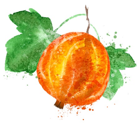 Watercolor. gooseberries on a white background. vector illustrationのイラスト素材