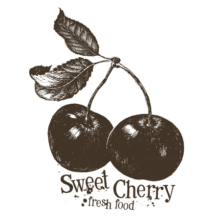 sketch. cherry on a white background. vector illustrationのイラスト素材
