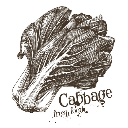 fresh cabbage on a white background. vector illustrationのイラスト素材