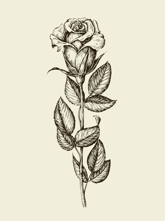 Hand drawn vintage beautiful rose, flower. Vector illustrationのイラスト素材