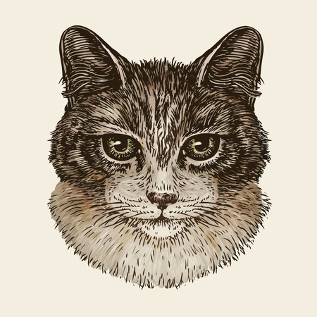 Drawn portrait of cute kitten. Cat, animal, pet sketch. Vector illustrationのイラスト素材