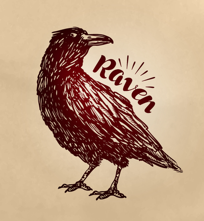 Vintage drawn raven. Crow, bird sketch. Vector illustrationのイラスト素材