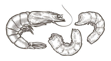 Shrimp sketch. Seafood, food vintage vector illustrationのイラスト素材