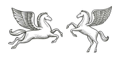 Winged horse sketch. Pegasus vintage symbol vector illustrationのイラスト素材