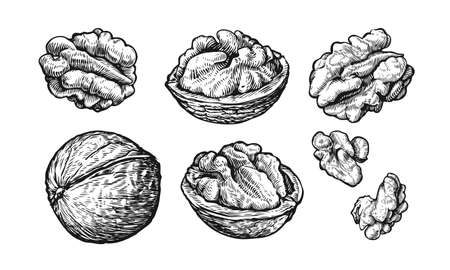 Nuts set. Hand drawn sketch of walnuts Isolated on white background. Vector illustrationのイラスト素材