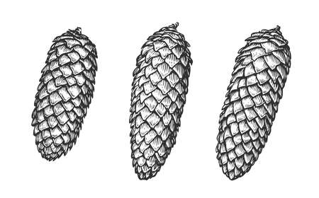 Spruce cone set. Hand drawn sketch in engraving style. Vintage vector illustrationのイラスト素材