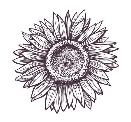 Sunflower with seeds sketch. Hand drawn flower with petals vintage engraved vector illustrationのイラスト素材