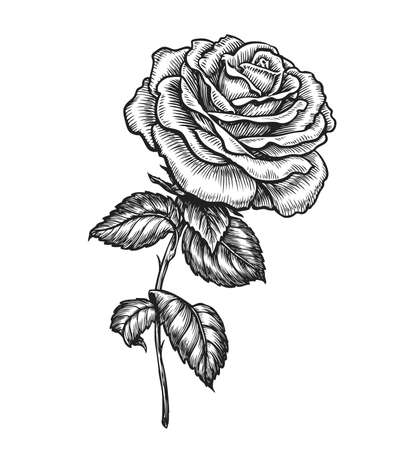 Rose with leaves. Hand drawn flower in sketched vintage styleのイラスト素材