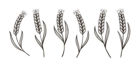 Ears of wheat, barley or rye sketch. Food concept in linear style. Vector illustrationのイラスト素材