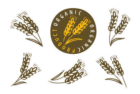 Ears of wheat, barley or rye icon set. Bread, bakery symbolのイラスト素材