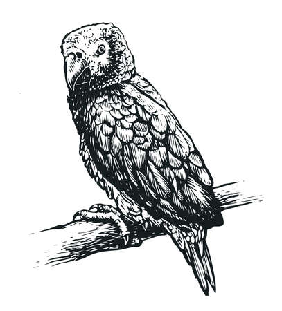 Parrot bird isolated on white background. Tropical animal realistic sketch. Vector illustration vintage engravingのイラスト素材