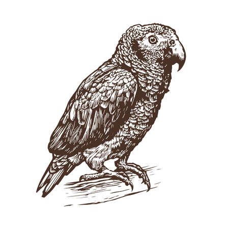Realistic parrot on branch isolated on white background. Bird sketch hand drawing. Vintage vector illustrationのイラスト素材