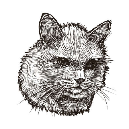 Cat portrait hand drawn sketch. Fluffy kitten vector illustrationのイラスト素材