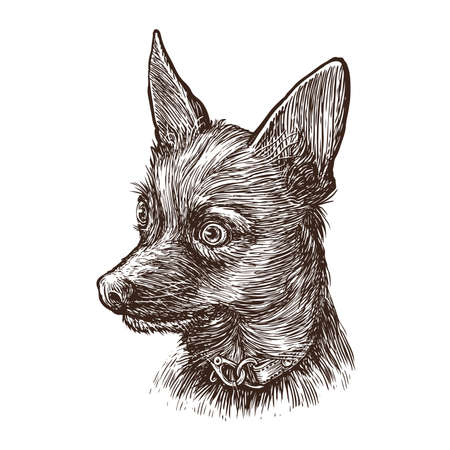 Retro sketch of funny dog. Portrait of puppy vintage vector illustrationのイラスト素材