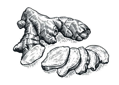 Ginger root hand drawn illustration. Food ingredient. Root and sliced pieces. Herbal spice sketch vectorのイラスト素材
