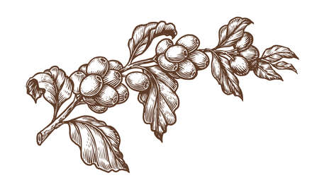 Coffee branch with leaves and beans in vintage style. Hand drawn engraved retro sketch. Organic natural plantのイラスト素材