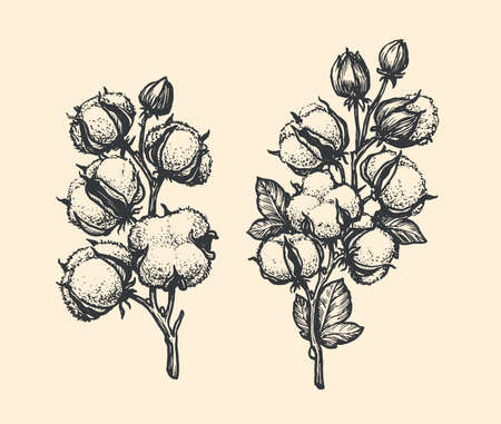 Cotton branch hand drawn sketch. Flower vector illustrationのイラスト素材