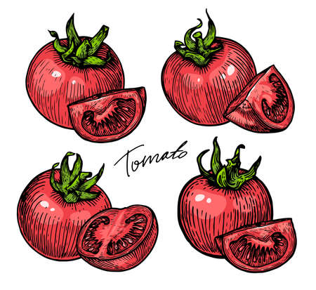 Whole tomato and slice. Vegetables organic colored vector illustrationのイラスト素材