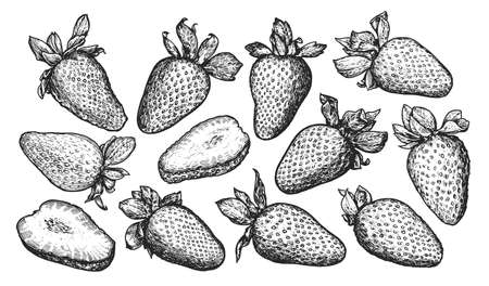 Whole and slice strawberry, drawn in engraving style. Berry sketch set vector illustrationのイラスト素材