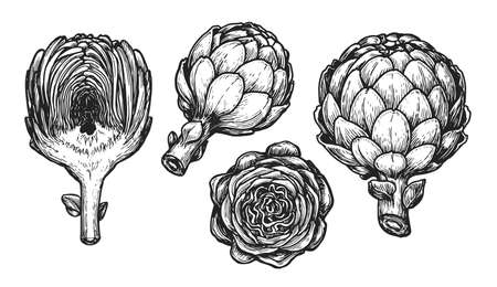 Artichoke sketch. Vegetables set hand drawn in vintage engraving style. Vector illustrationのイラスト素材