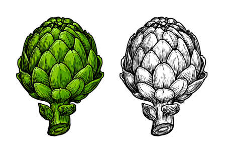 Hand drawn Artichoke sketch. Vegetarian food, vegetable vector illustration isolatedのイラスト素材
