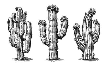 Collection different cacti. Desert plants set isolated on white background. Cactus vintage sketch vectorのイラスト素材