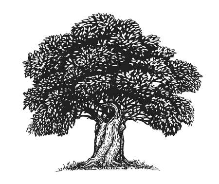 Olive tree with olives sketch. Hand drawn tree with leaves in vintage engraving style. Olive oil concept vectorのイラスト素材