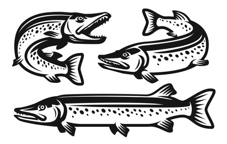 Pike fish set. Fishing, seafood symbol. Vector illustration in monochrome style isolated on white backgroundのイラスト素材