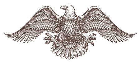 Bald Eagle with spread wings emblem. Royal symbol. Vector illustration. Hand drawn sketch in vintage engraving styleのイラスト素材