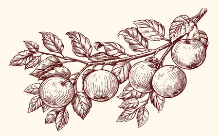 Apples on a branch in sketch style. Fresh ripe fruit, farm organic food. Sketch vintage vector illustrationのイラスト素材